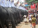 thrissur-pooram-2010 (64)